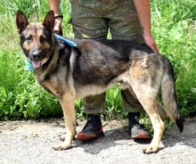 RENEC42, Hund, Deutscher Schäferhund-Mix in Slowakische Republik - Bild 4