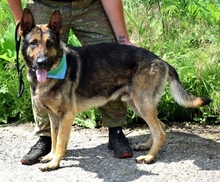 RENEC42, Hund, Deutscher Schäferhund-Mix in Slowakische Republik - Bild 5