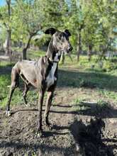 ANTON, Hund, Mischlingshund in Weyhe - Bild 1