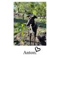 ANTON, Hund, Mischlingshund in Weyhe - Bild 13