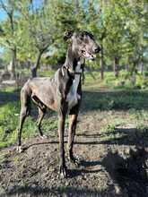 ANTON, Hund, Mischlingshund in Weyhe - Bild 2