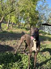 ANTON, Hund, Mischlingshund in Weyhe - Bild 9