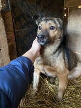 ASHA, Hund, Mischlingshund in Rumänien - Bild 1