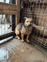 ASHA, Hund, Mischlingshund in Rumänien - Bild 3