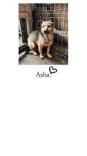 ASHA, Hund, Mischlingshund in Rumänien - Bild 7