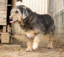 SEEKY, Hund, Mischlingshund in Rumänien - Bild 5