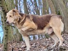 HOBO, Hund, Mischlingshund in Bacharach - Bild 13