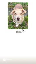 HOBO, Hund, Mischlingshund in Bacharach - Bild 14