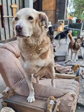 HOBO, Hund, Mischlingshund in Bacharach - Bild 3