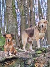 HOBO, Hund, Mischlingshund in Bacharach - Bild 5