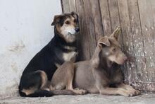 LANI, Hund, Mischlingshund in Rumänien - Bild 4