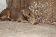 LANI, Hund, Mischlingshund in Rumänien - Bild 7