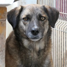 STORM, Hund, Mischlingshund in Rumänien - Bild 1