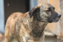 STORM, Hund, Mischlingshund in Rumänien - Bild 2