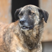 STORM, Hund, Mischlingshund in Rumänien - Bild 3