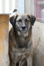 STORM, Hund, Mischlingshund in Rumänien - Bild 4