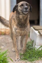 STORM, Hund, Mischlingshund in Rumänien - Bild 5