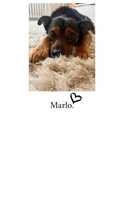 MARLO, Hund, Mischlingshund in Weyhe - Bild 12