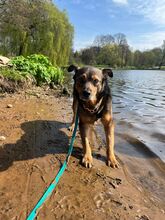 MARLO, Hund, Mischlingshund in Weyhe - Bild 6