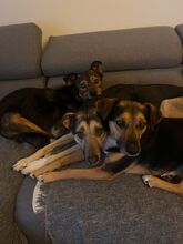 MARLO, Hund, Mischlingshund in Weyhe - Bild 9