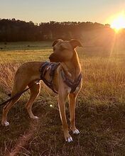 OTTO, Hund, Mischlingshund in Weyhe - Bild 10