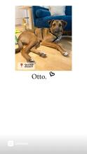 OTTO, Hund, Mischlingshund in Weyhe - Bild 11