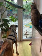 OTTO, Hund, Mischlingshund in Weyhe - Bild 4