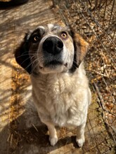 MELODY, Hund, Mischlingshund in Rumänien - Bild 11