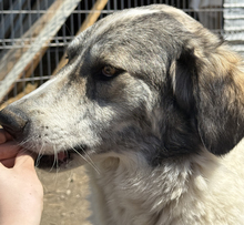 MELODY, Hund, Mischlingshund in Rumänien - Bild 12