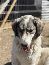MELODY, Hund, Mischlingshund in Rumänien - Bild 13
