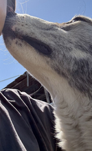 MELODY, Hund, Mischlingshund in Rumänien - Bild 14