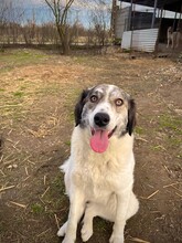 MELODY, Hund, Mischlingshund in Rumänien - Bild 15