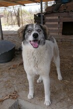 MELODY, Hund, Mischlingshund in Rumänien - Bild 2