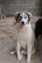 MELODY, Hund, Mischlingshund in Rumänien - Bild 3