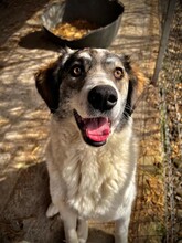 MELODY, Hund, Mischlingshund in Kallmünz