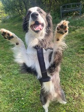 PUMBA, Hund, Border Collie-Maremma Abruzzenhund-Mix in Brieselang - Bild 2