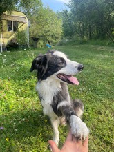 PUMBA, Hund, Border Collie-Maremma Abruzzenhund-Mix in Brieselang - Bild 3