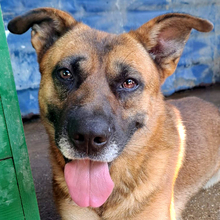 ZDRAVKO, Hund, Mischlingshund in Kroatien - Bild 1