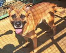 ZDRAVKO, Hund, Mischlingshund in Kroatien - Bild 11