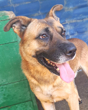 ZDRAVKO, Hund, Mischlingshund in Kroatien - Bild 12