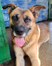 ZDRAVKO, Hund, Mischlingshund in Kroatien - Bild 13