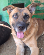 ZDRAVKO, Hund, Mischlingshund in Kroatien - Bild 2