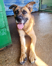 ZDRAVKO, Hund, Mischlingshund in Kroatien - Bild 4