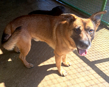 ZDRAVKO, Hund, Mischlingshund in Kroatien - Bild 8