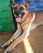 ZDRAVKO, Hund, Mischlingshund in Kroatien - Bild 9