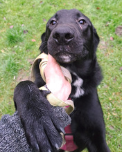 NOXI, Hund, Mischlingshund in Kroatien - Bild 3