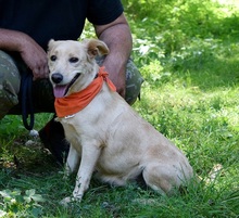 ZDENKA, Hund, Mischlingshund in Slowakische Republik - Bild 2