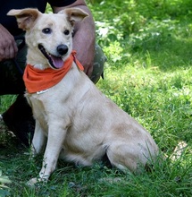 ZDENKA, Hund, Mischlingshund in Slowakische Republik - Bild 3