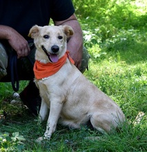 ZDENKA, Hund, Mischlingshund in Slowakische Republik - Bild 4