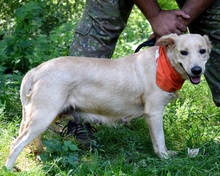 ZDENKA, Hund, Mischlingshund in Slowakische Republik - Bild 5